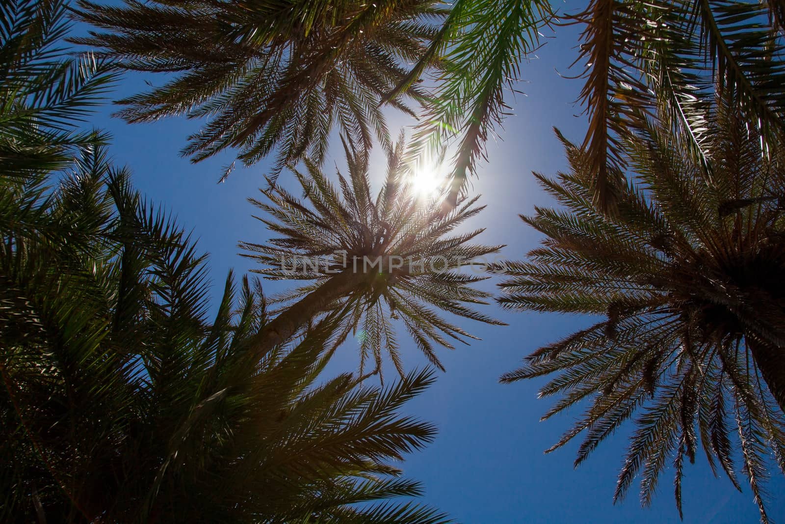 Low angle view of palm trees on blue sky background 