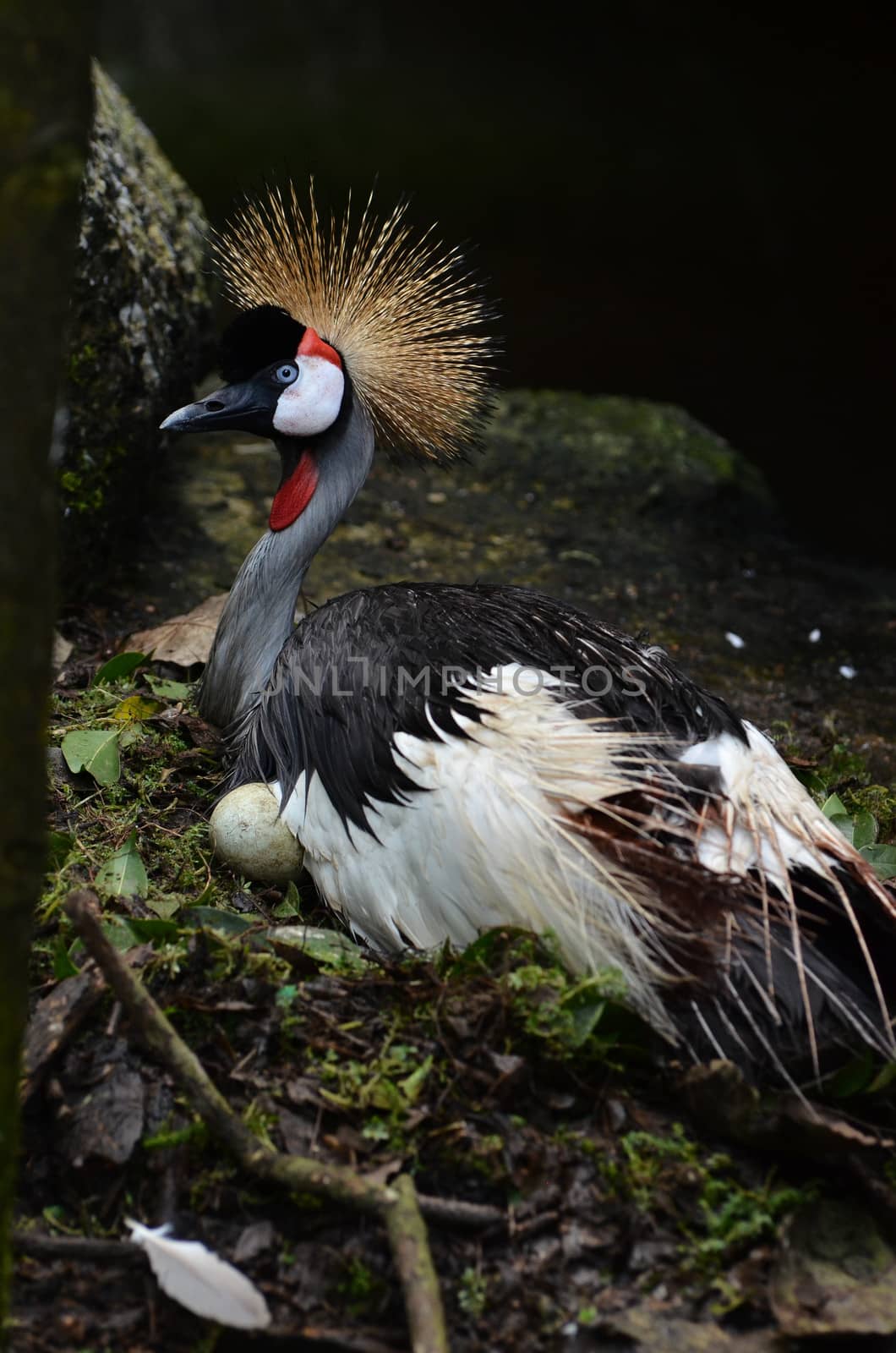 Crowned Crane or African Crowned Crane ( Balearica pavonia  )