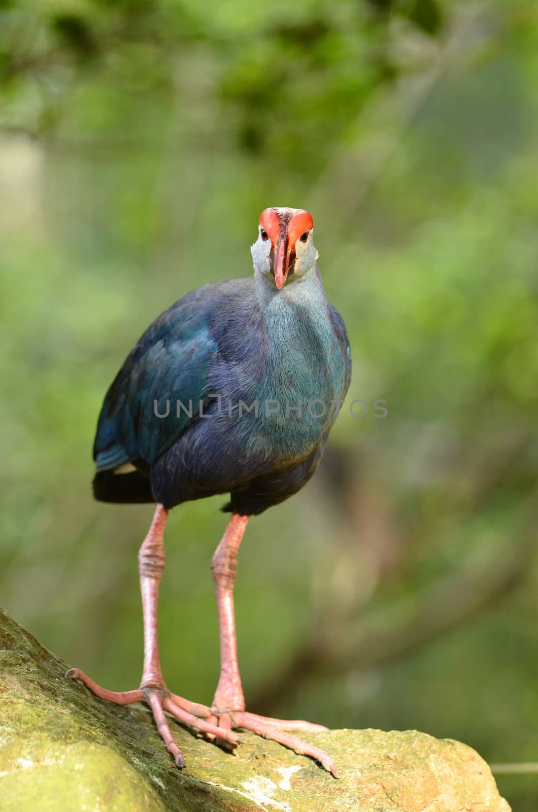 Purple Swamphen ( Porphyrio porphyrio ) in nature