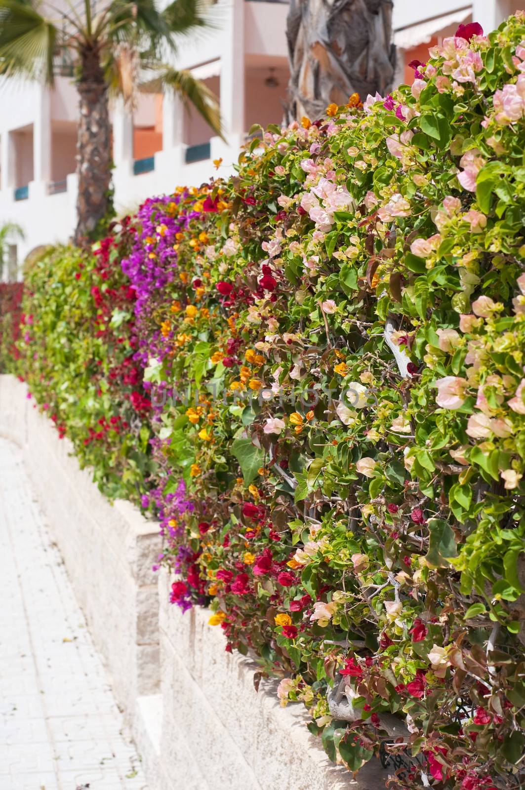 Fence of multicolored flowers bougainvillea in the city. Shallow depth of field.