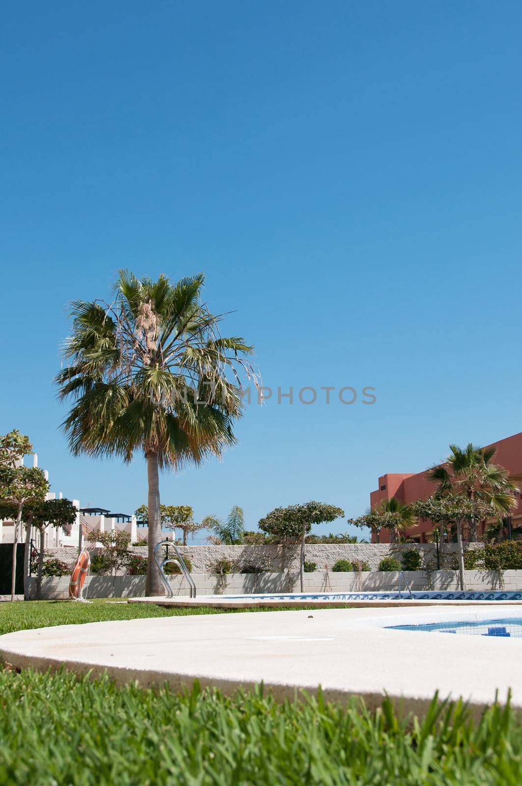 Palm near swimming pool in residental area, Spain