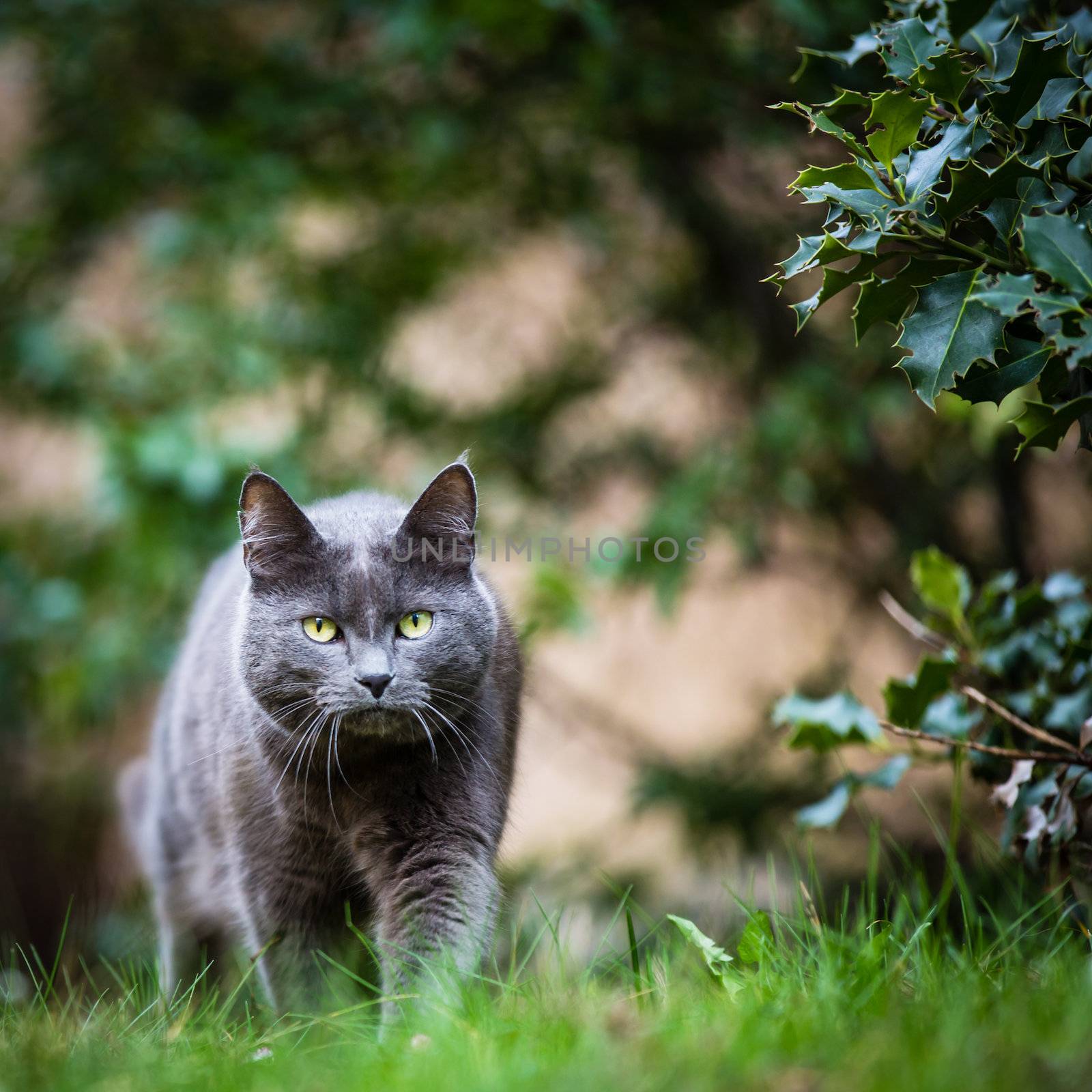 Cat outdoors on a green lawn, walking towards you