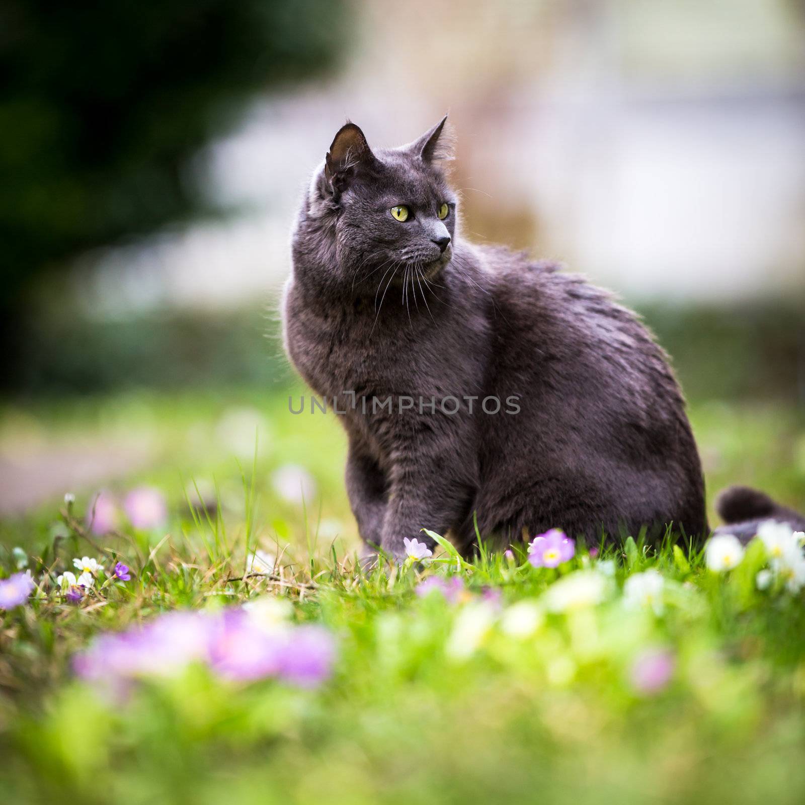 Cute kitty cat outdoors on a green lawn