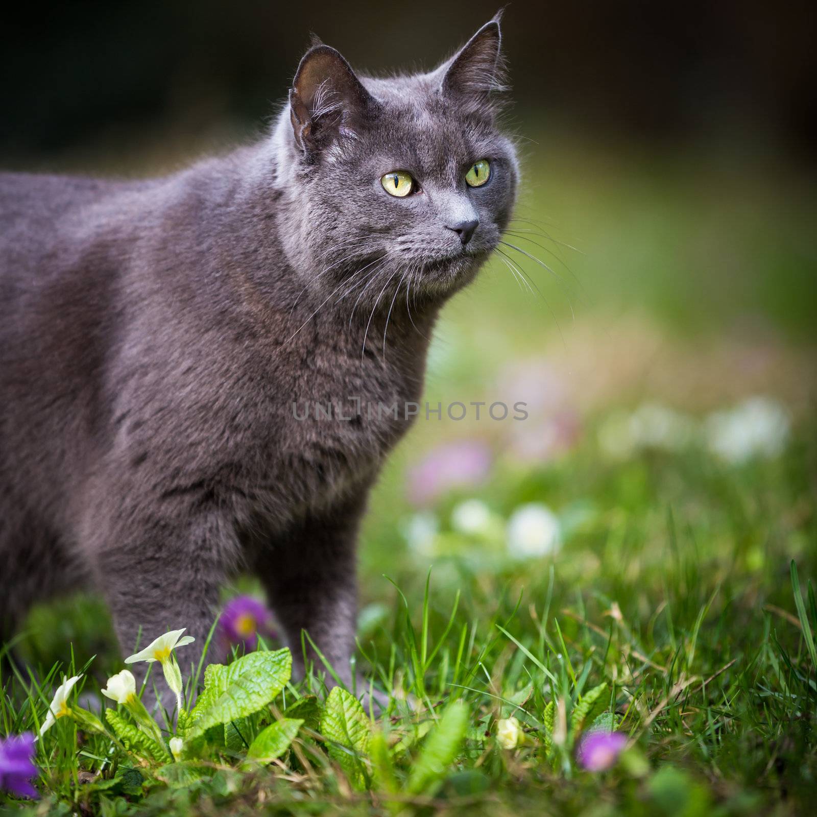 Cute kitty cat outdoors on a green lawn by viktor_cap