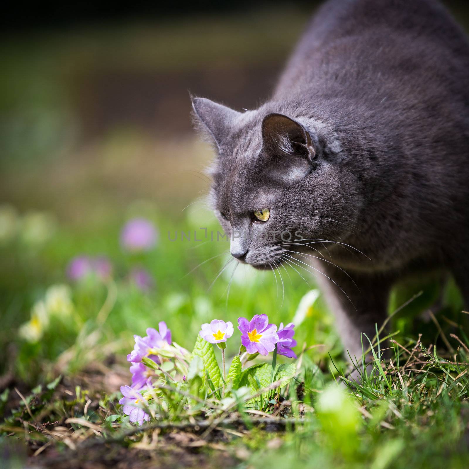 Cute kitty cat outdoors on a green lawn by viktor_cap