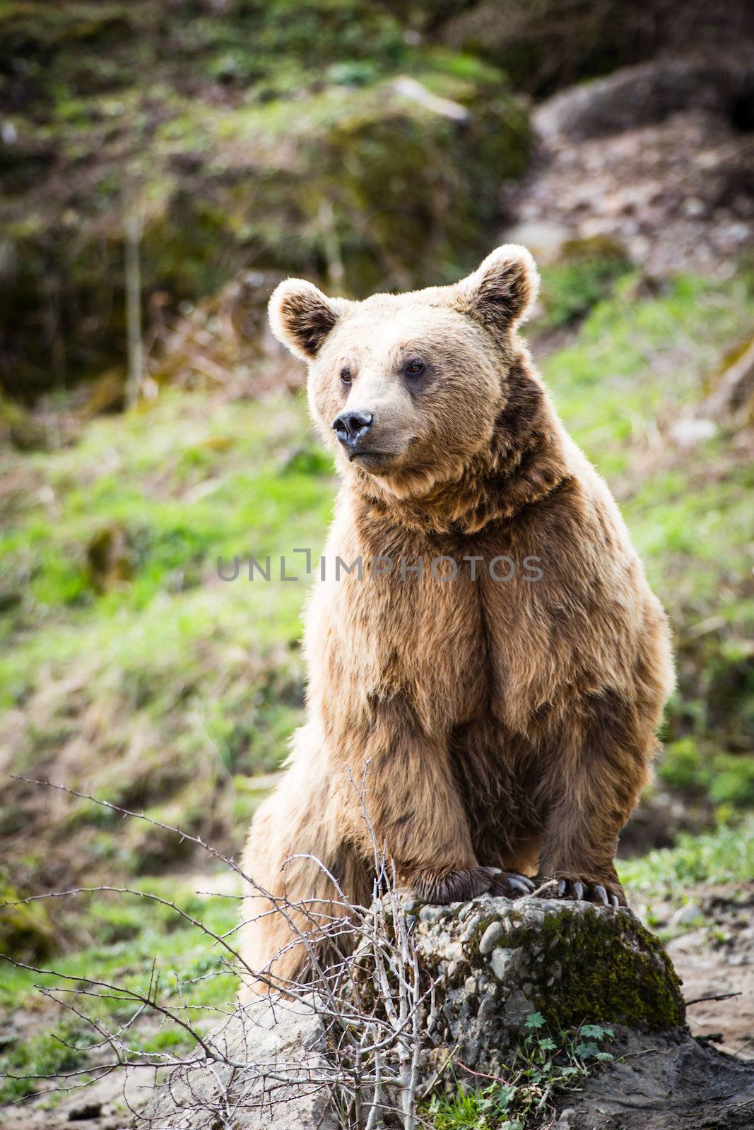 Brown Bear (Ursus arctos) by viktor_cap