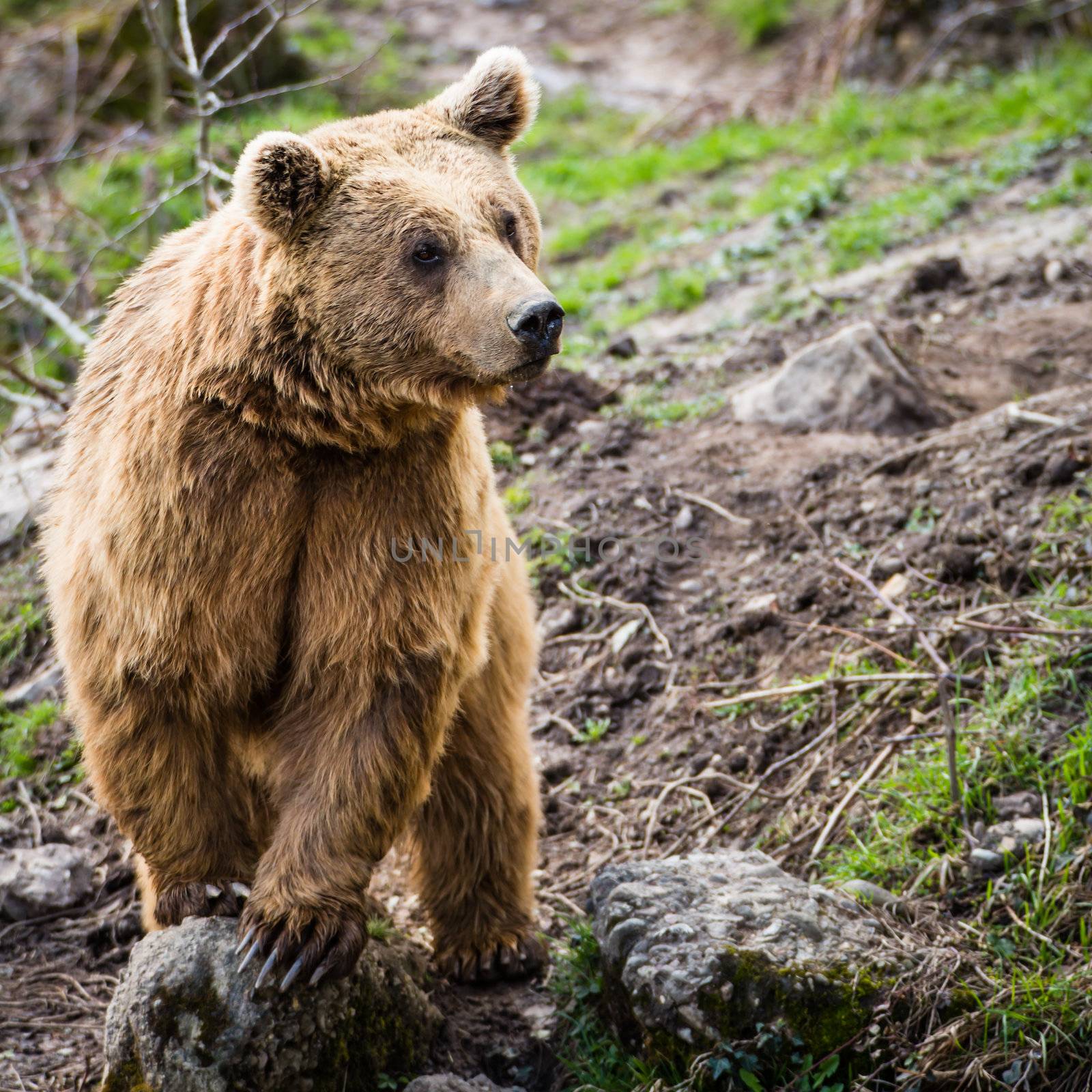 Brown Bear (Ursus arctos) by viktor_cap