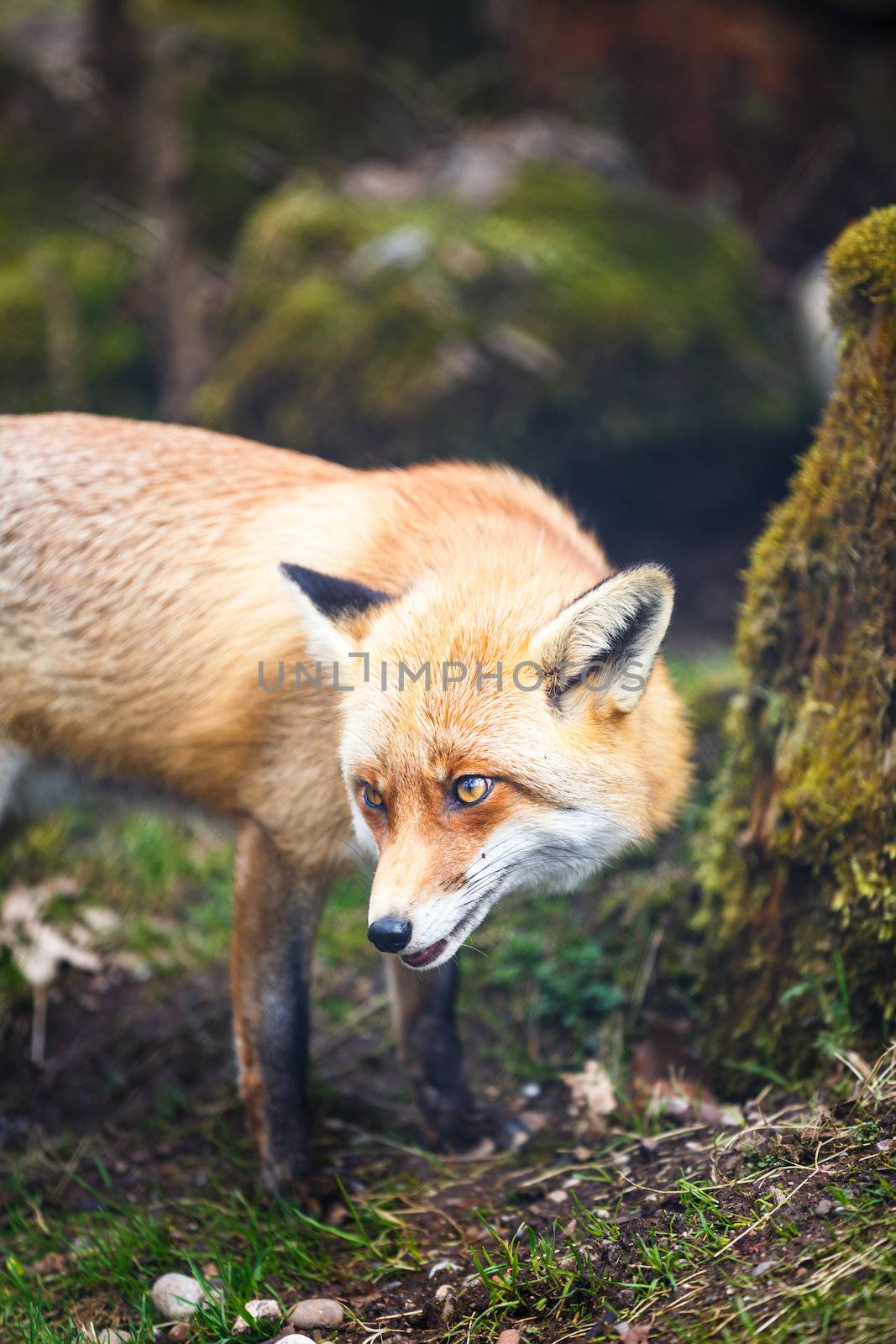 Red Fox (Vulpes vulpes) by viktor_cap