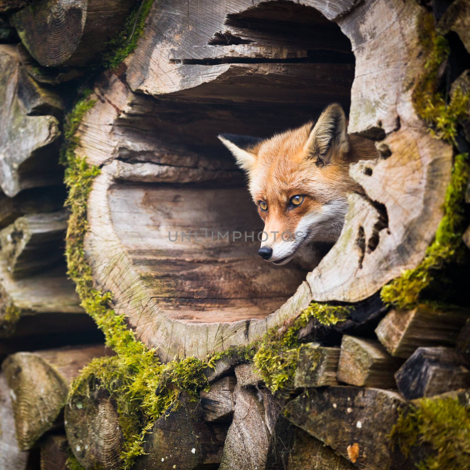 Red Fox (Vulpes vulpes) by viktor_cap