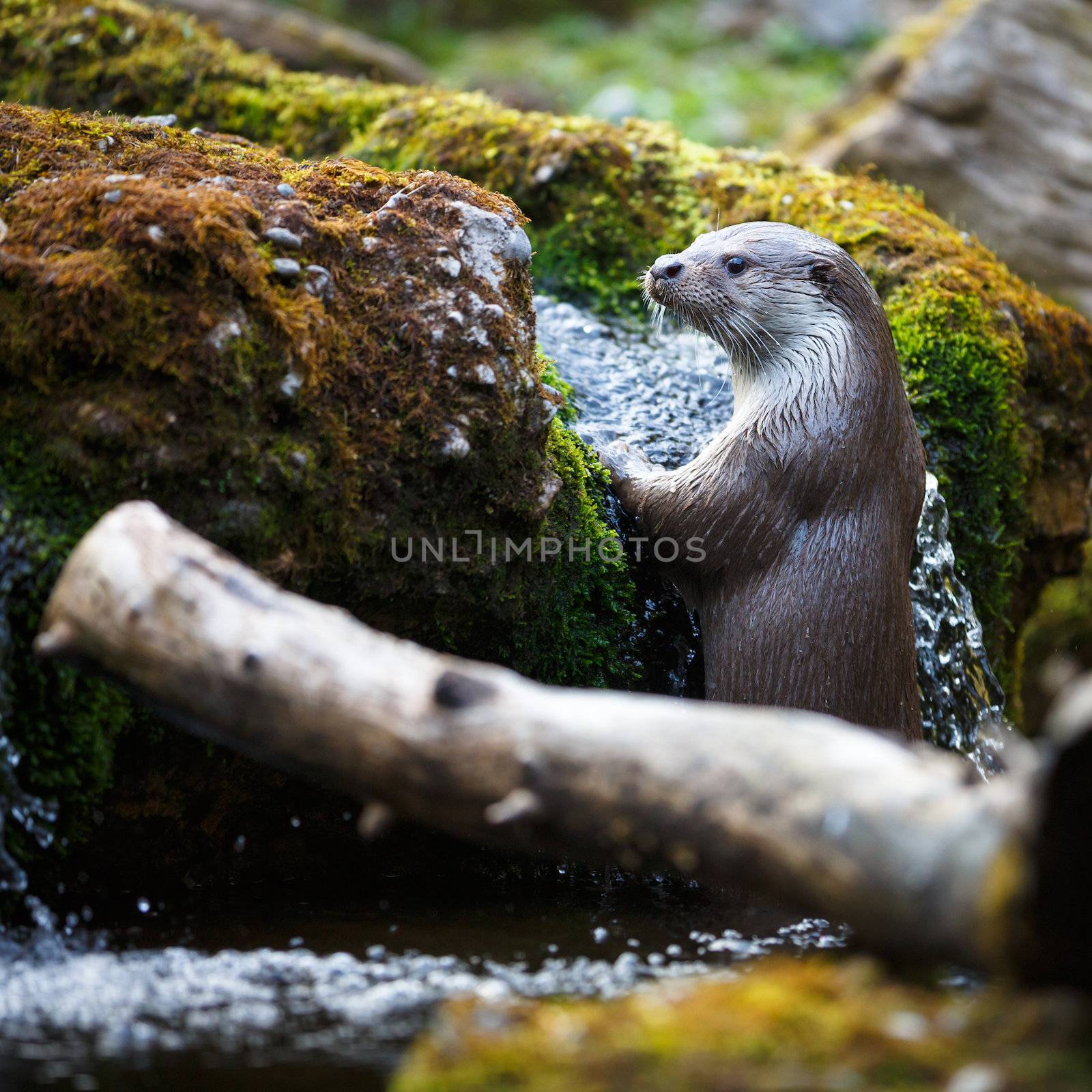 Eurasian otter (Lutra lutra) by viktor_cap