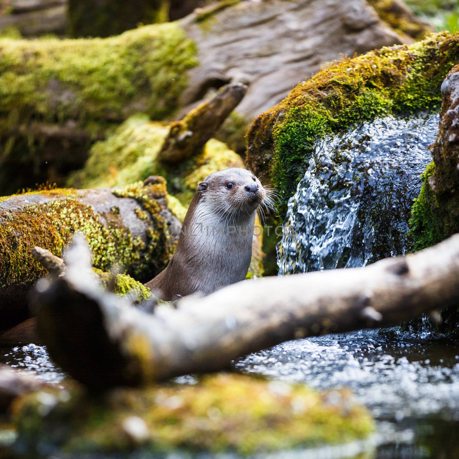 Eurasian otter (Lutra lutra) by viktor_cap