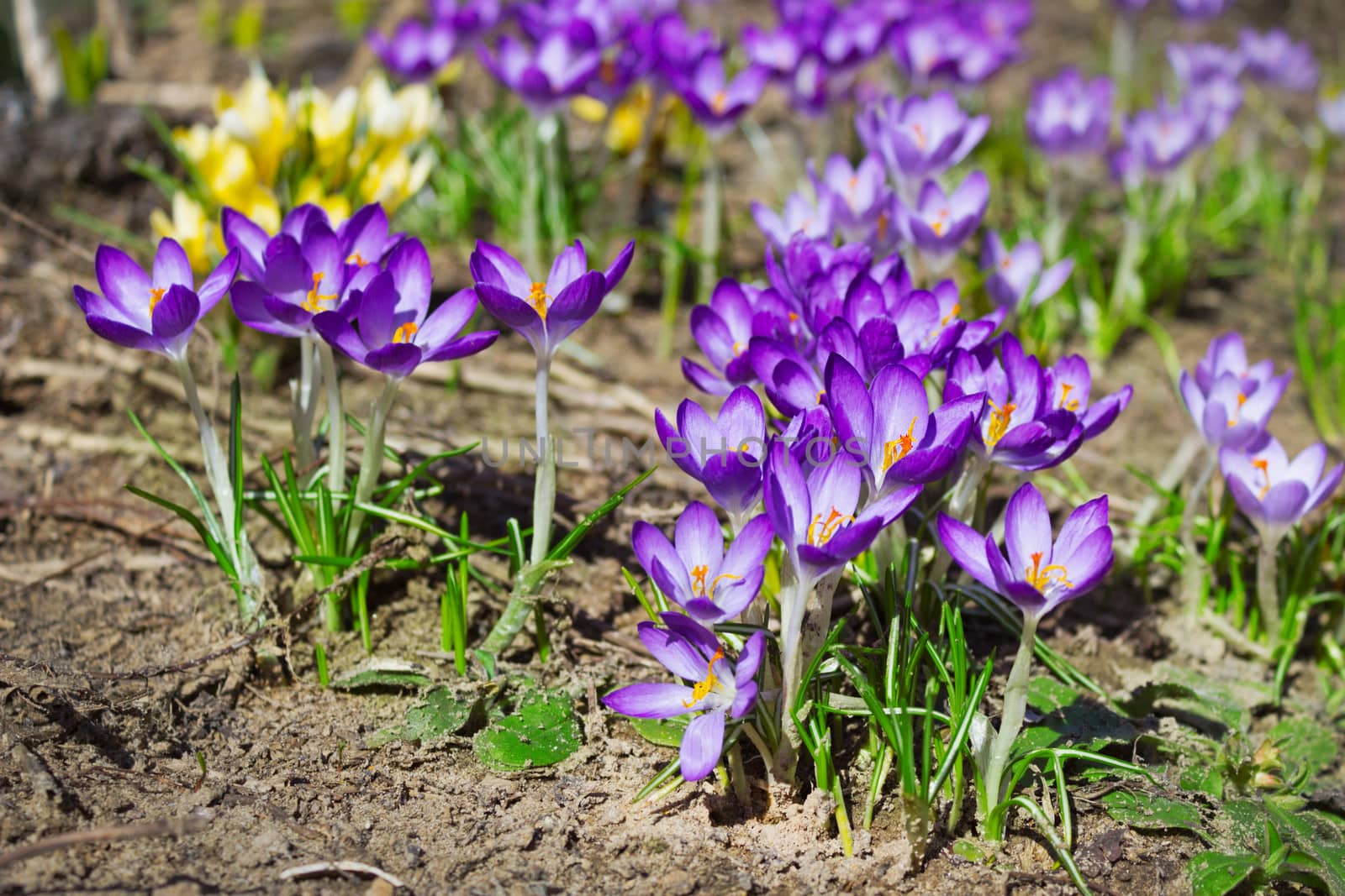 Yellow and purple crocuses in the spring