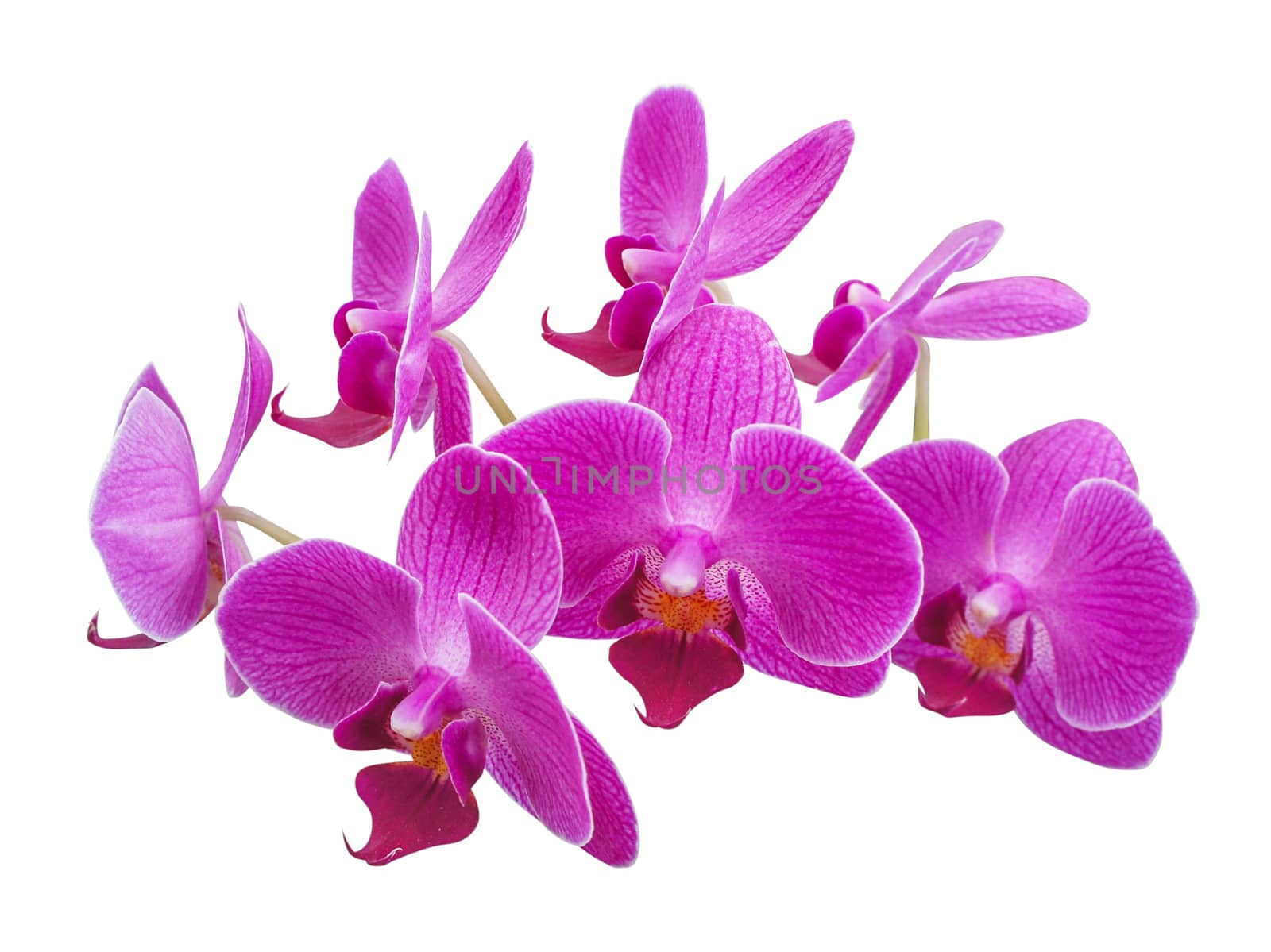 Purple orchid flower isolated on white background