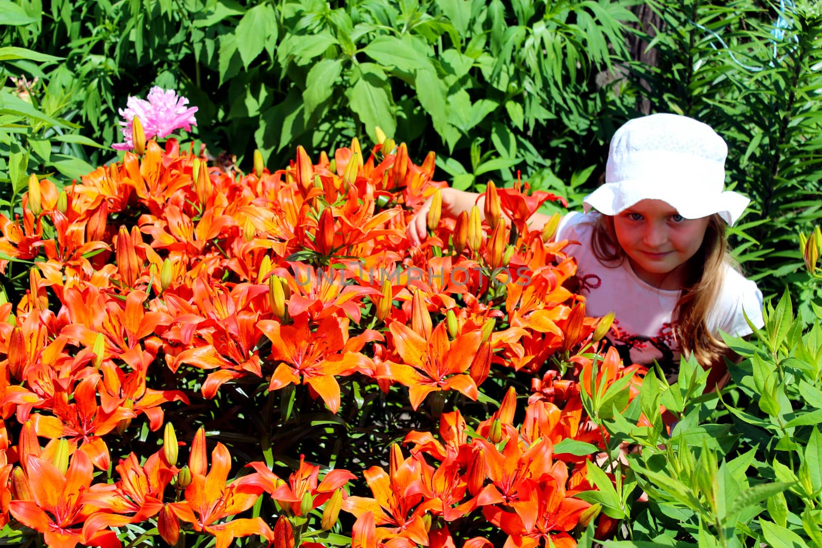 little girl smells lilies on the flower-bed by alexmak