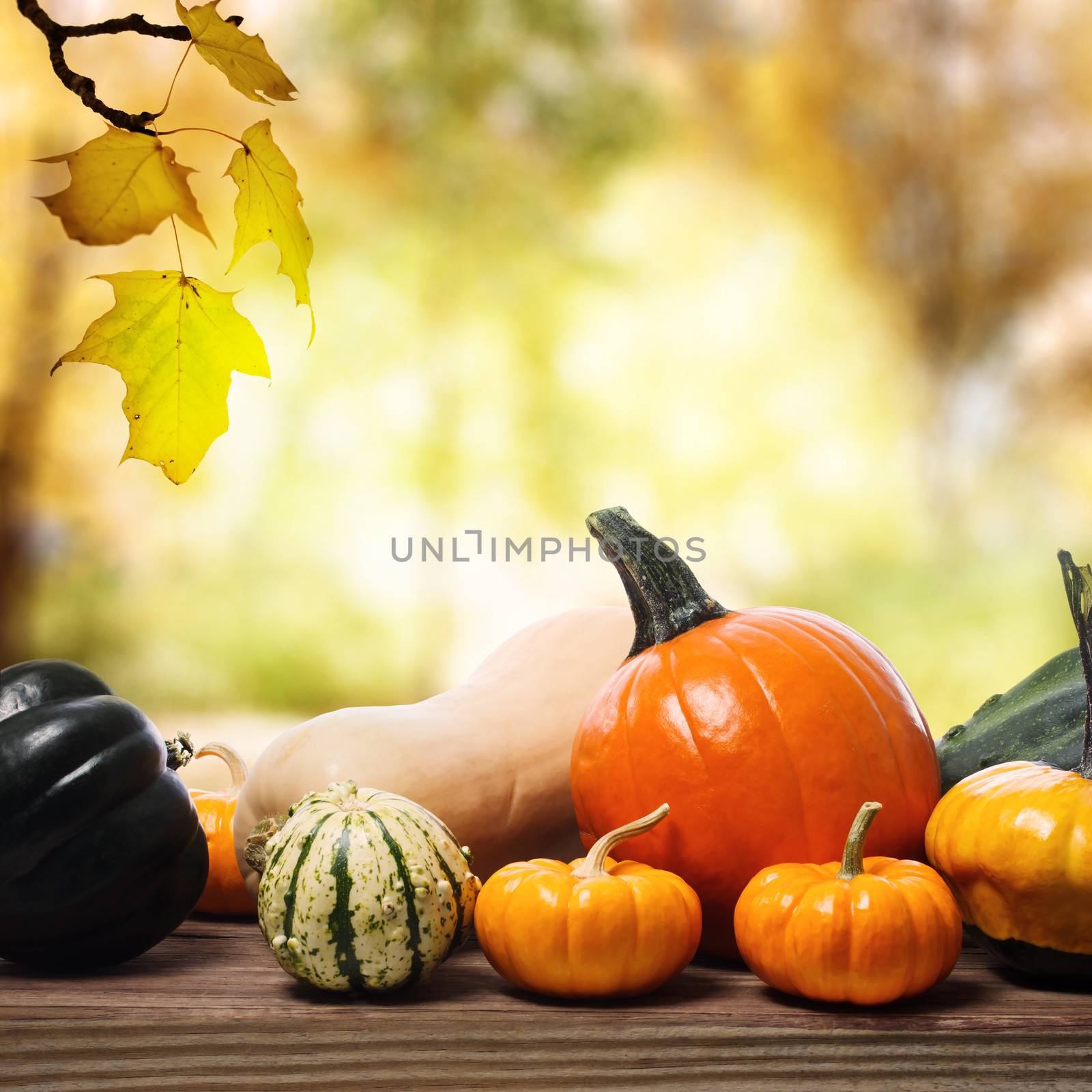 Pumpkins and squashes with a shinning fall background by melpomene