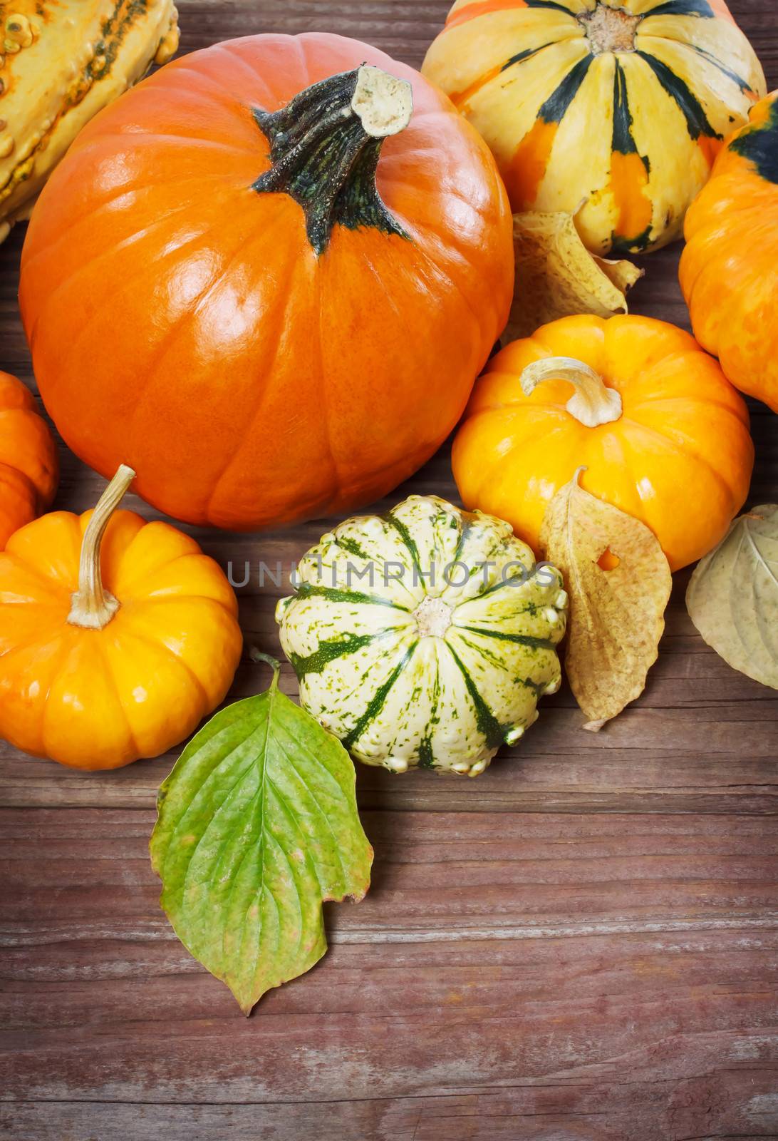 Assorted pumpkins, squashes and autumn leaves  on rustic wooden boards