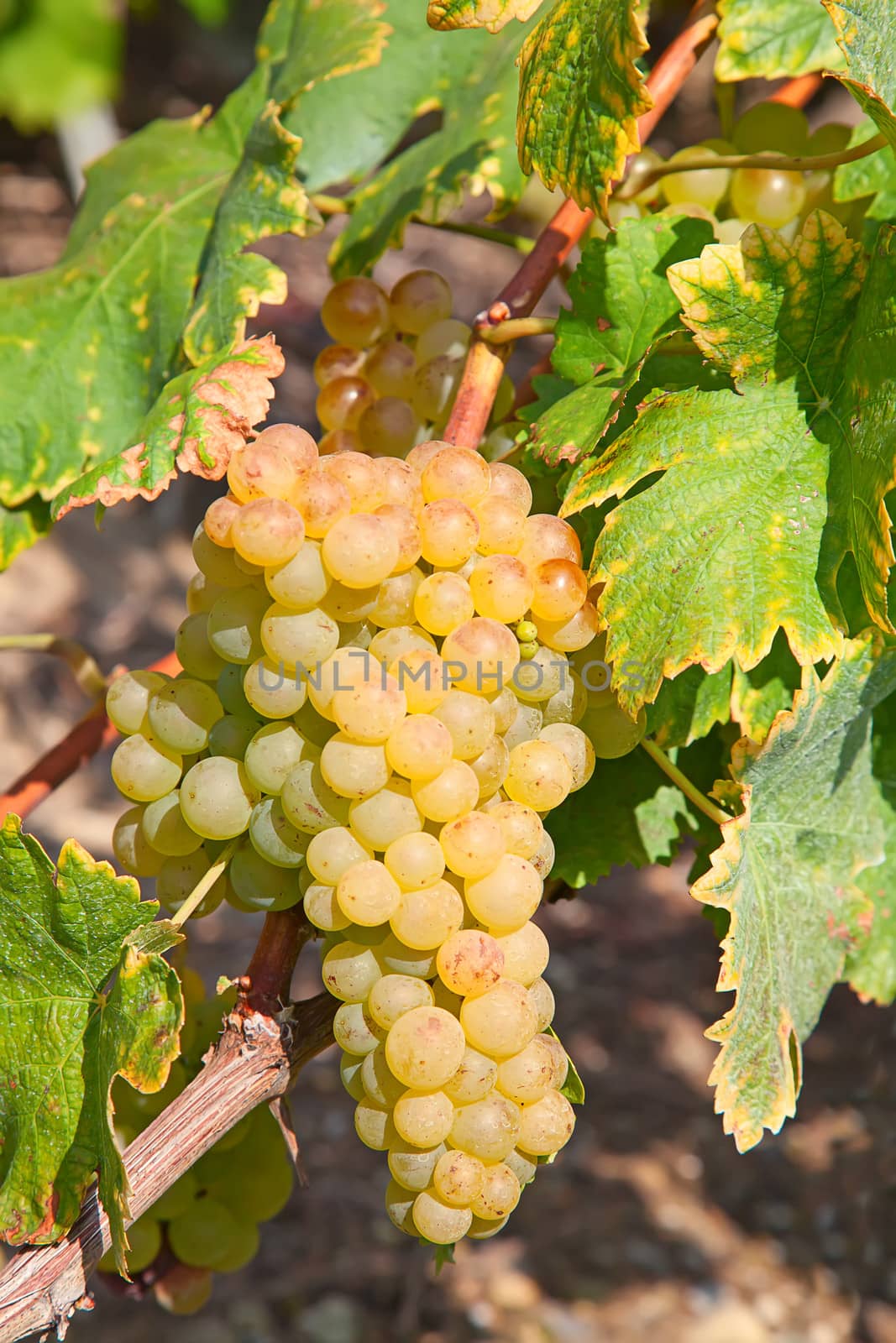 Vineyards of the Lavaux region over lake Leman (lake of Geneva)