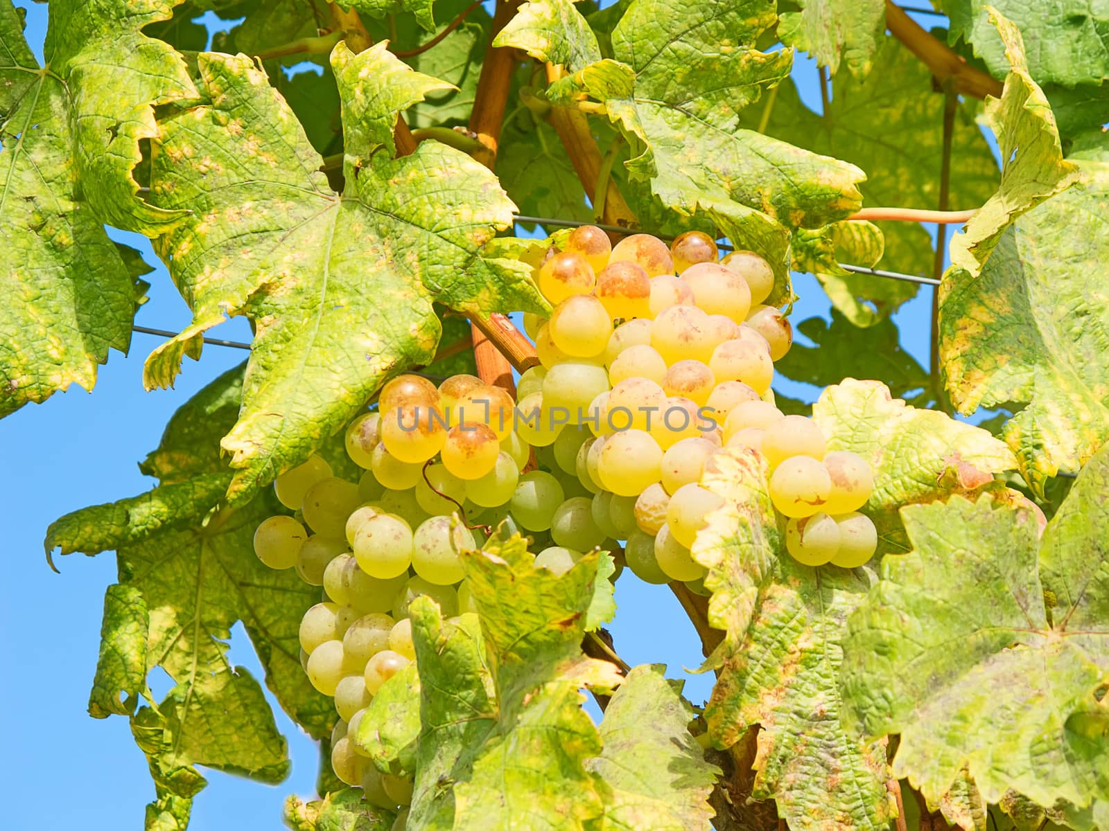 Vineyards of the Lavaux region over lake Leman (lake of Geneva)