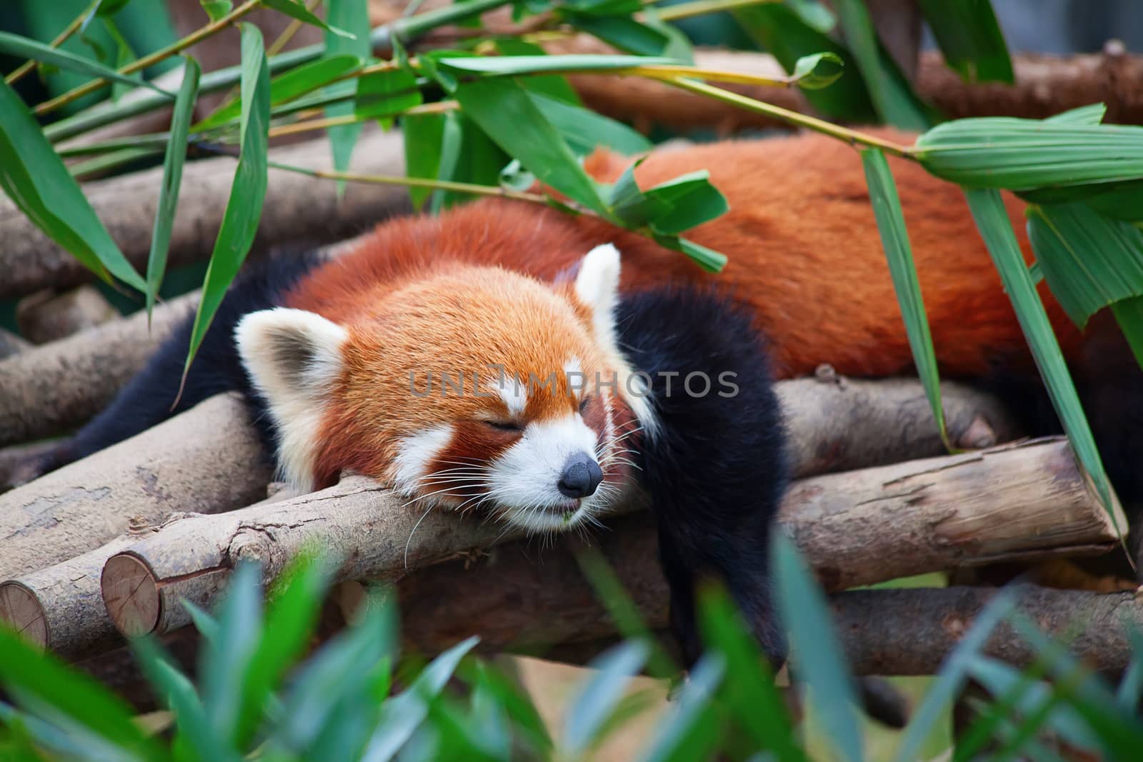 Red panda (firefox) by swisshippo
