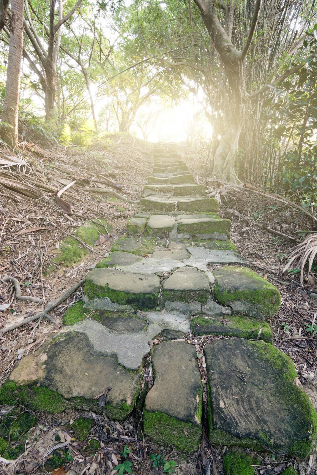 Forest pathway with stoned aged stairs.