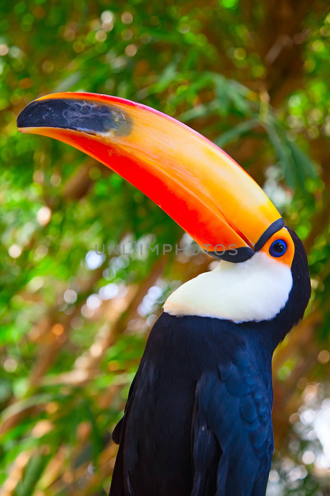 Colorful tucan by swisshippo