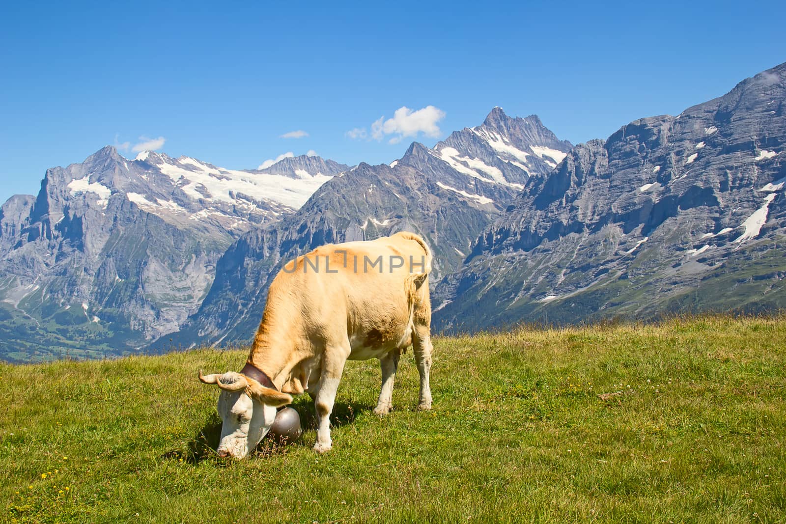 Swiss cow by swisshippo