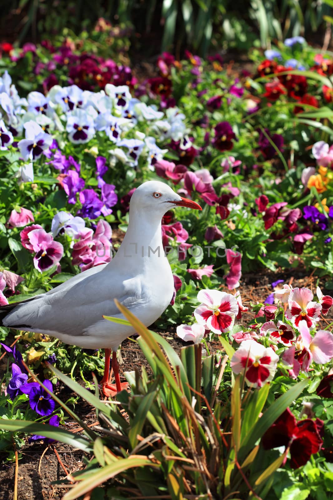 Silver gull has a white head tail and underparts, with a light grey back and black-tipped wings. In adult birds the bill, legs and eye-ring are bright orange-red.

