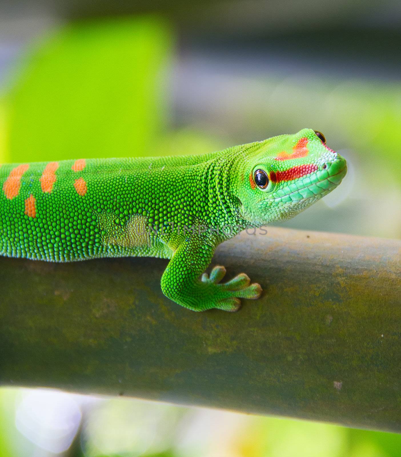 Green gecko on the bamboo