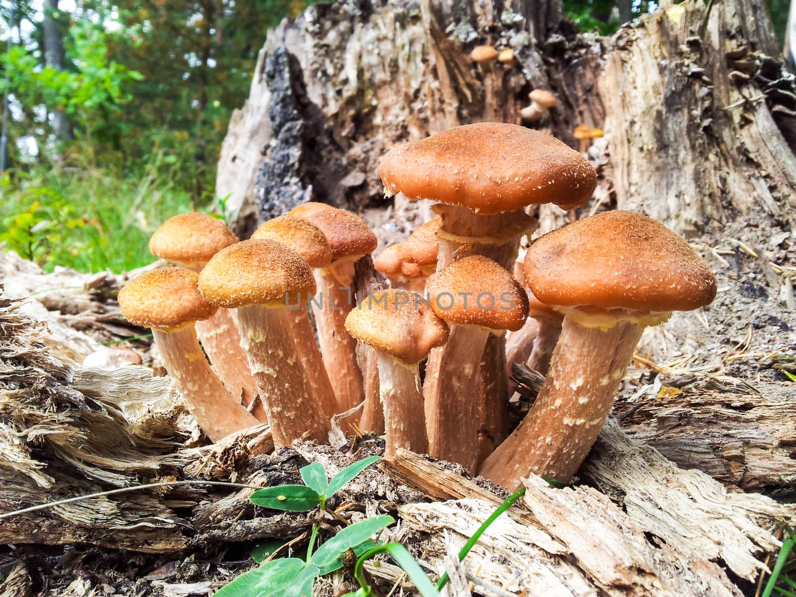 Group of small brown mushrooms growing on a old grey trunk