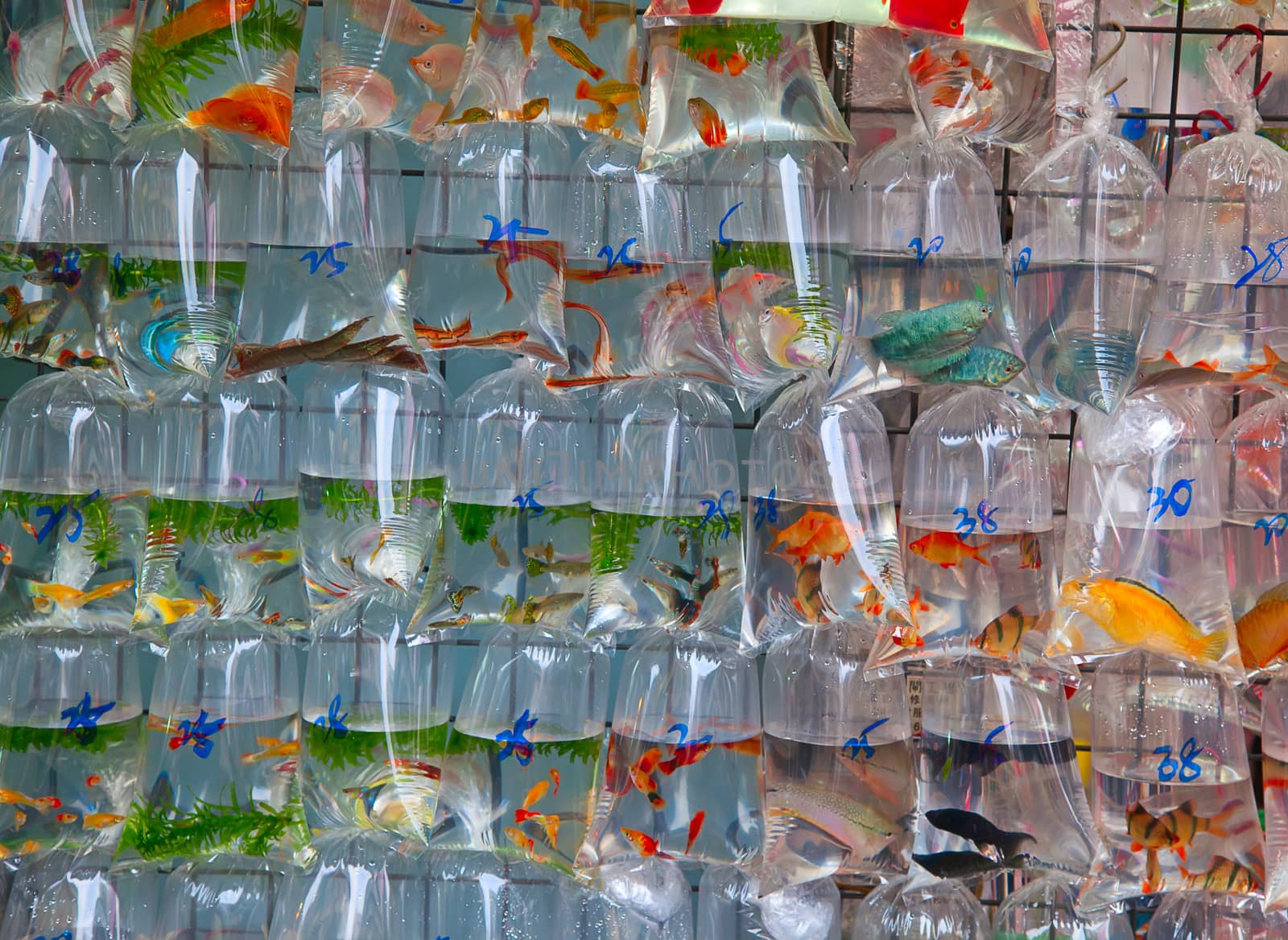 Famous "Fish market" in Hong Kong, China