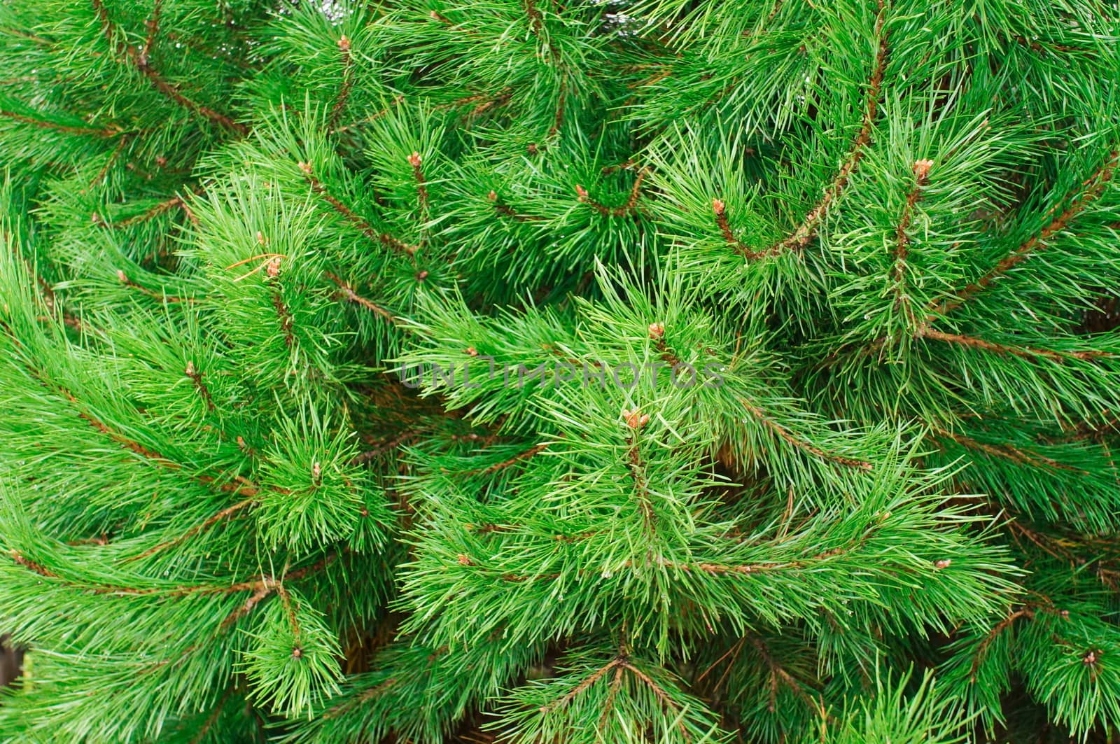 The branches of pine trees as a backdrop