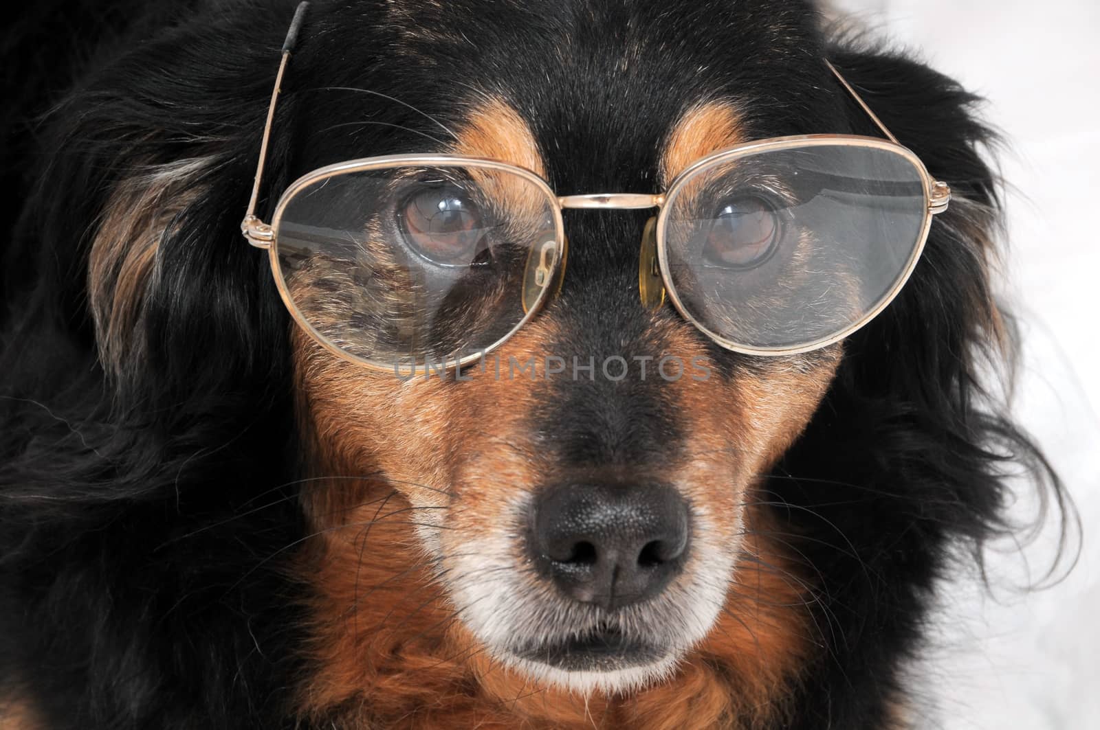 One Small Old Black Dog Wearing Old Glasses 