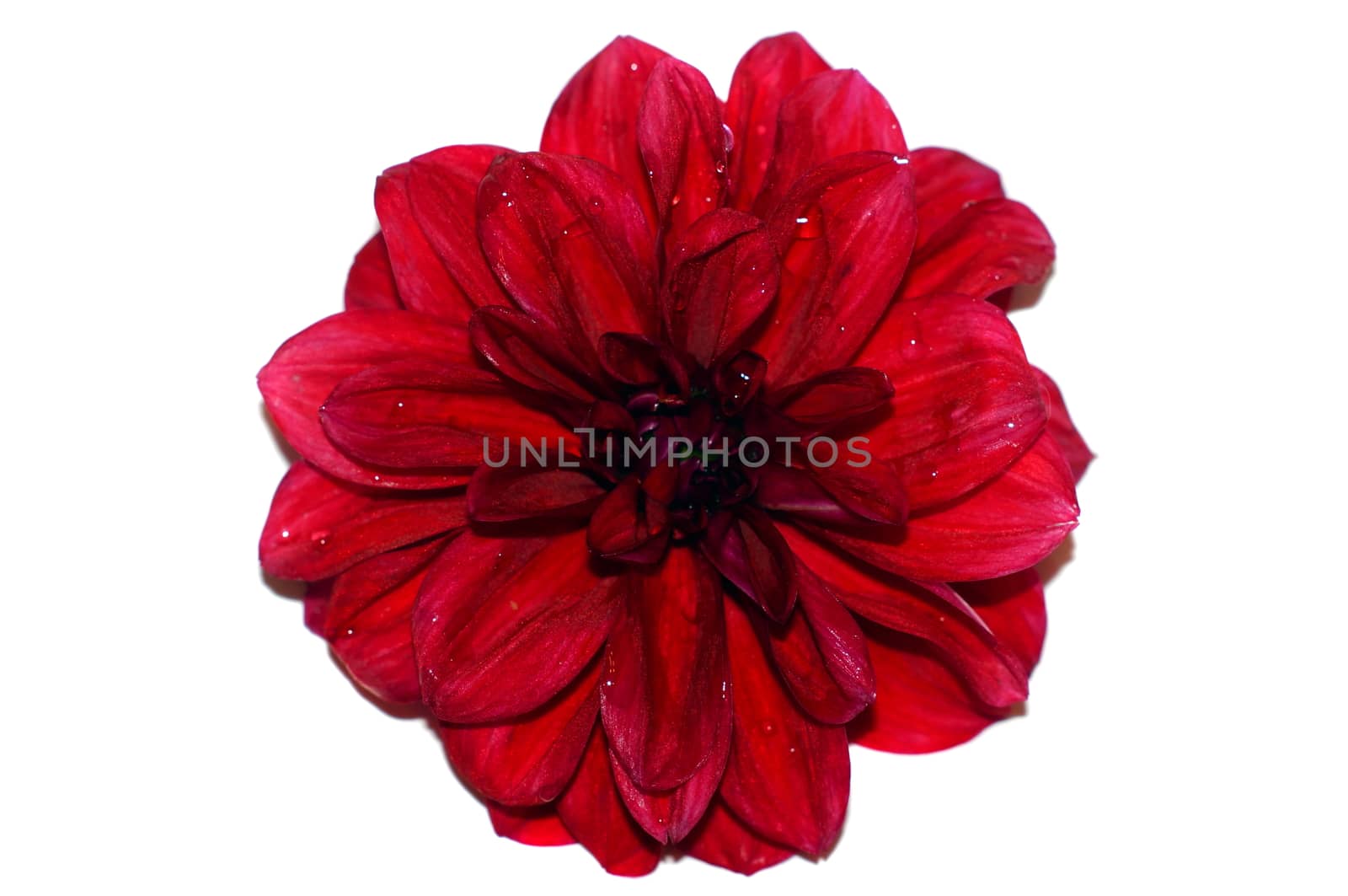 Cherry flower dahlia isolated on white