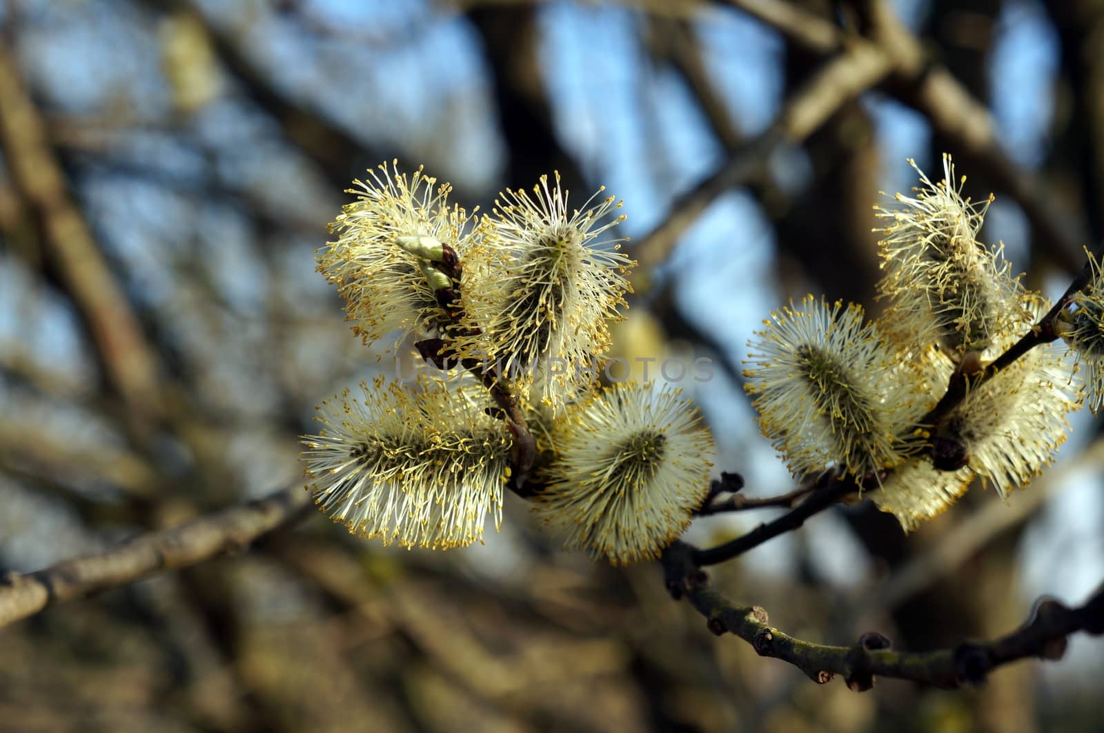 Willow flowers close-up