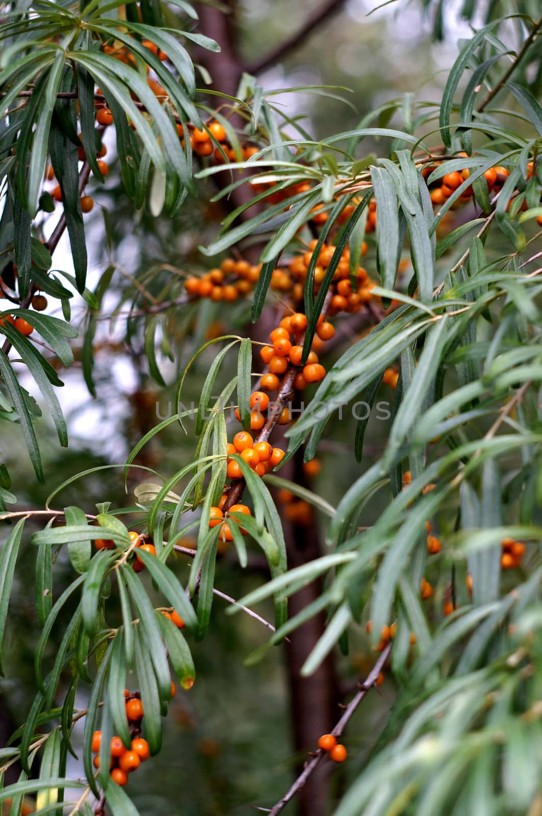 The branch of sea-buckthorn with ripe berries