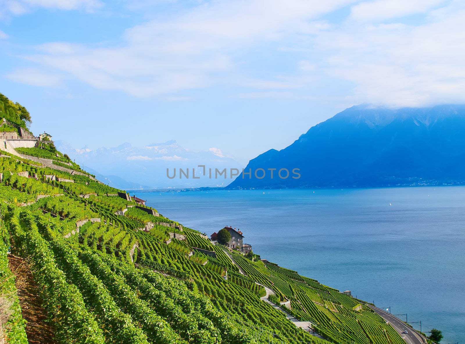 Vineyards of the Lavaux region over lake Leman (lake of Geneva)