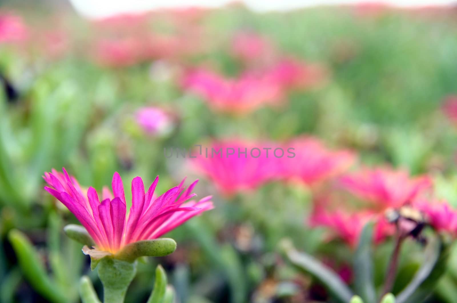 Some Very Colored Flowers on a Green Garden