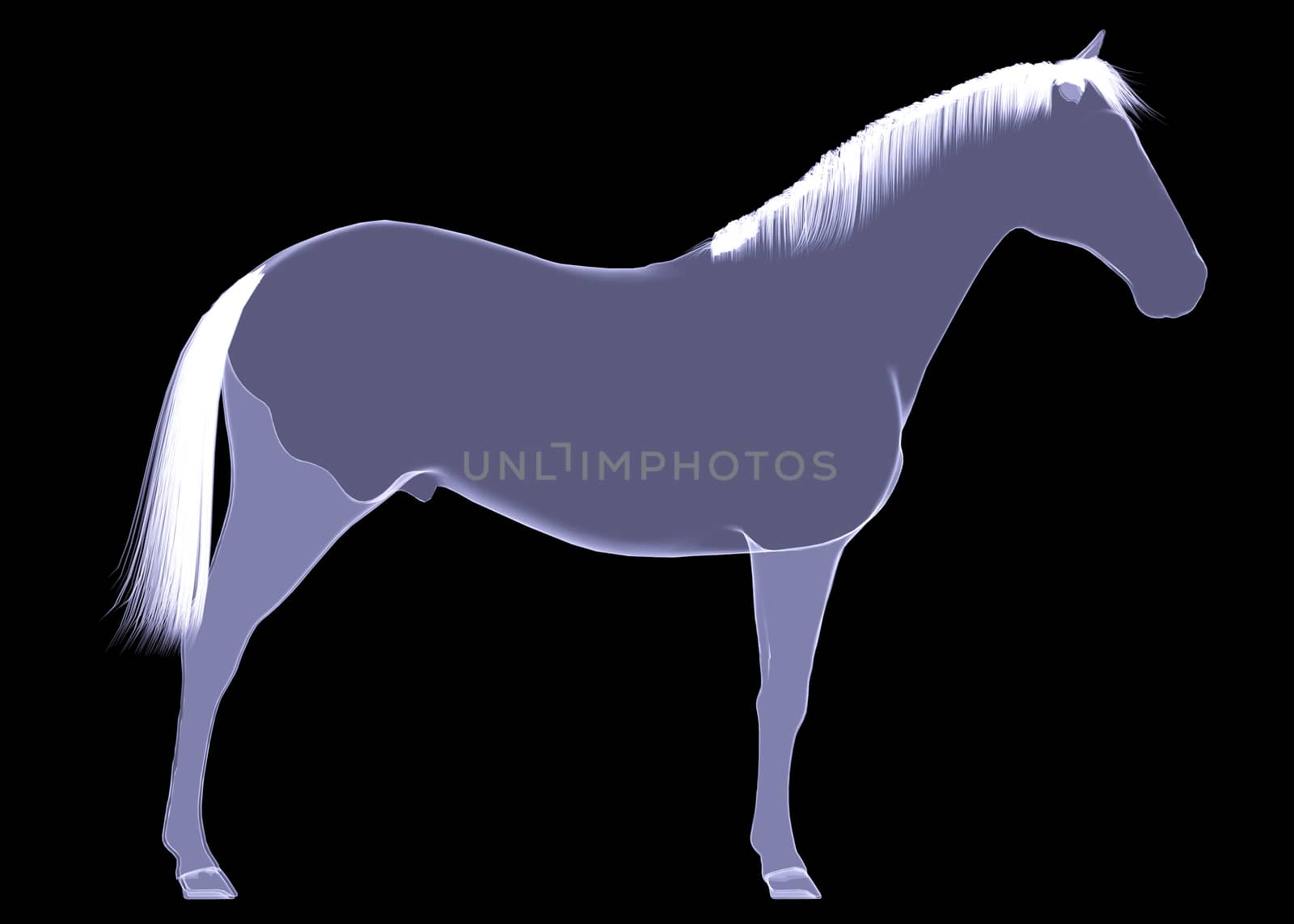 Horse. The X-ray render on a black background