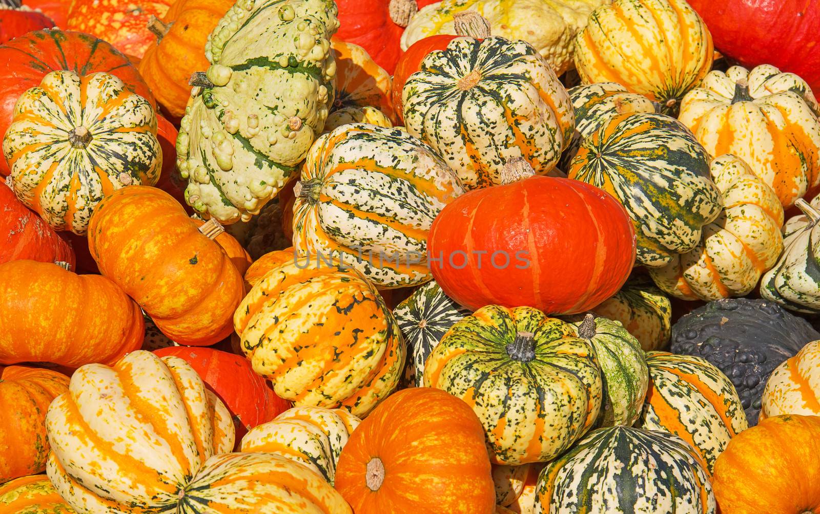 Colorful pumpkins collection on the autumn market