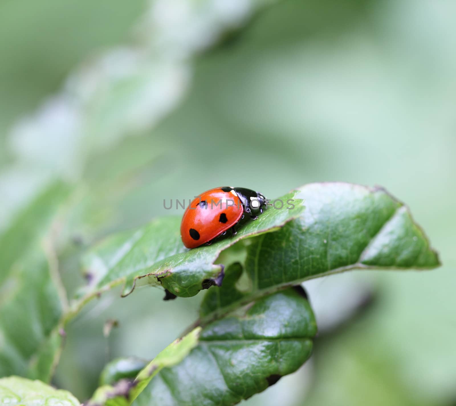 Ladybird in a grass on green leaves