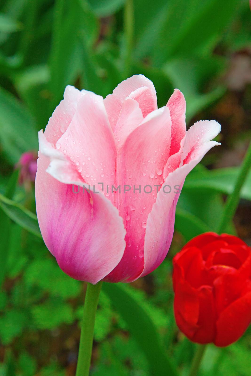 Fresh blooming tulips in the spring garden