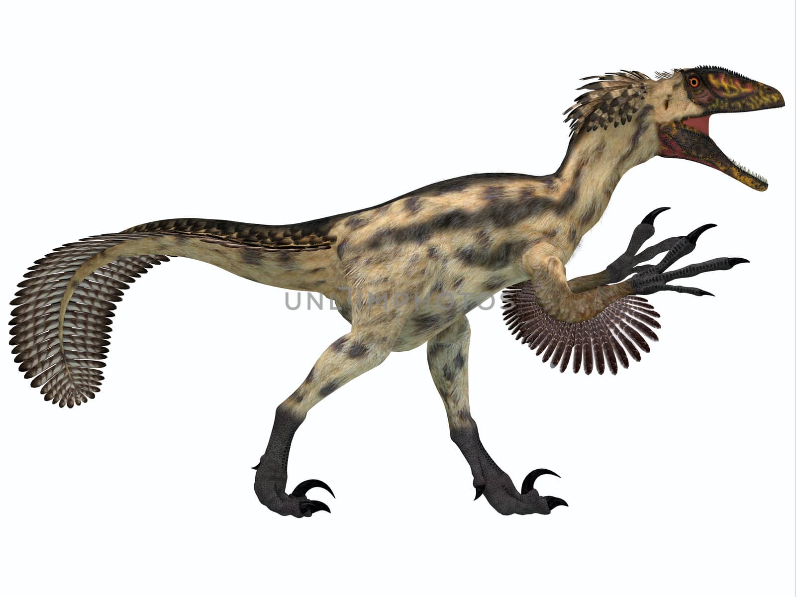 Deinonychus is a carnivorous dinosaur from the early Cretaceous Period.
