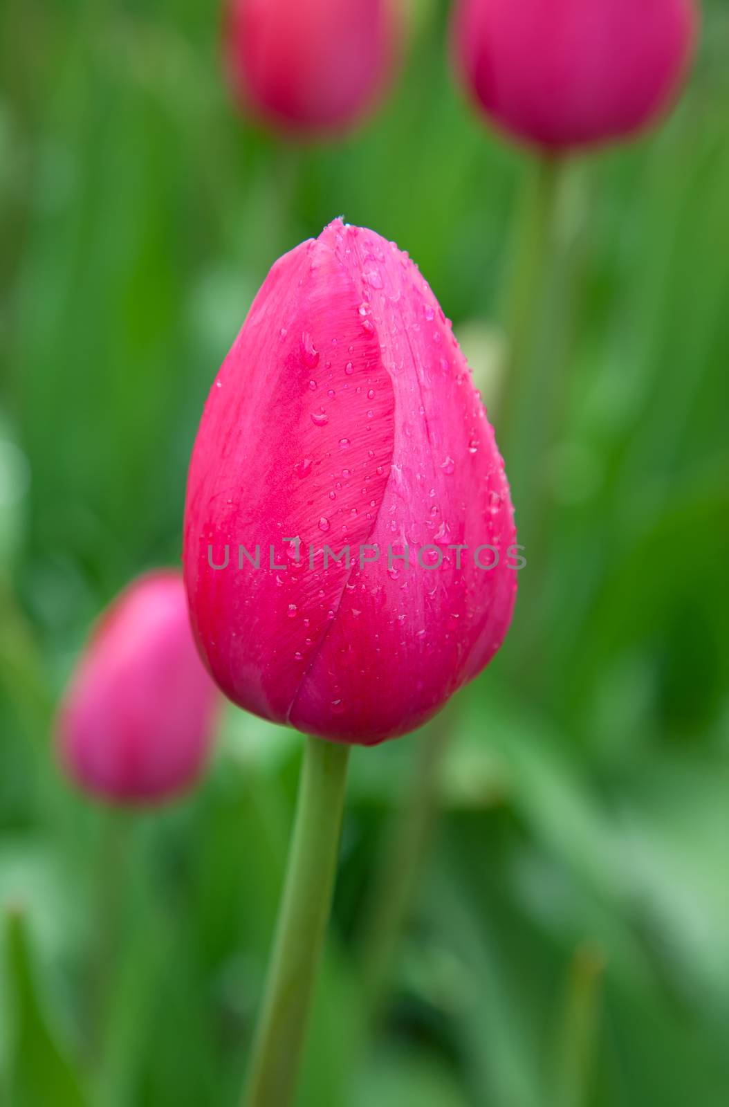 Fresh blooming tulips in the spring garden