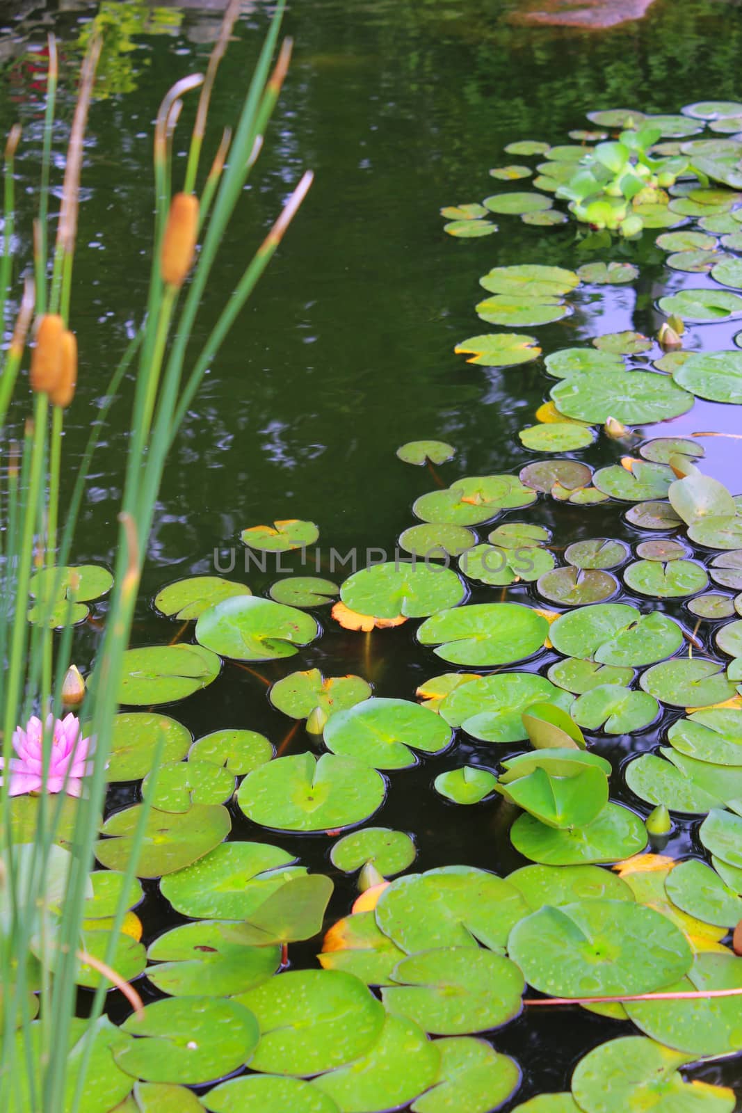 A garden pond filled with green Lillypads and cattails and one pink flower.
