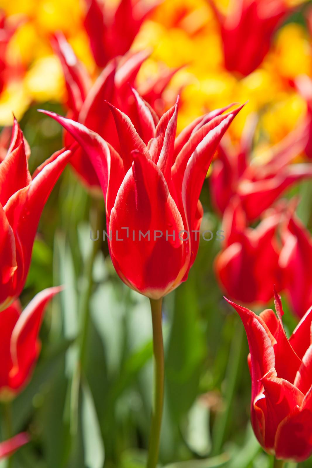 Fresh blooming tulips in the spring garden