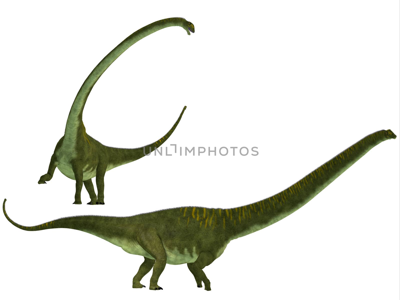 Mamenchisaurus was a plant-eating sauropod dinosaur from the late Jurassic Period of China.