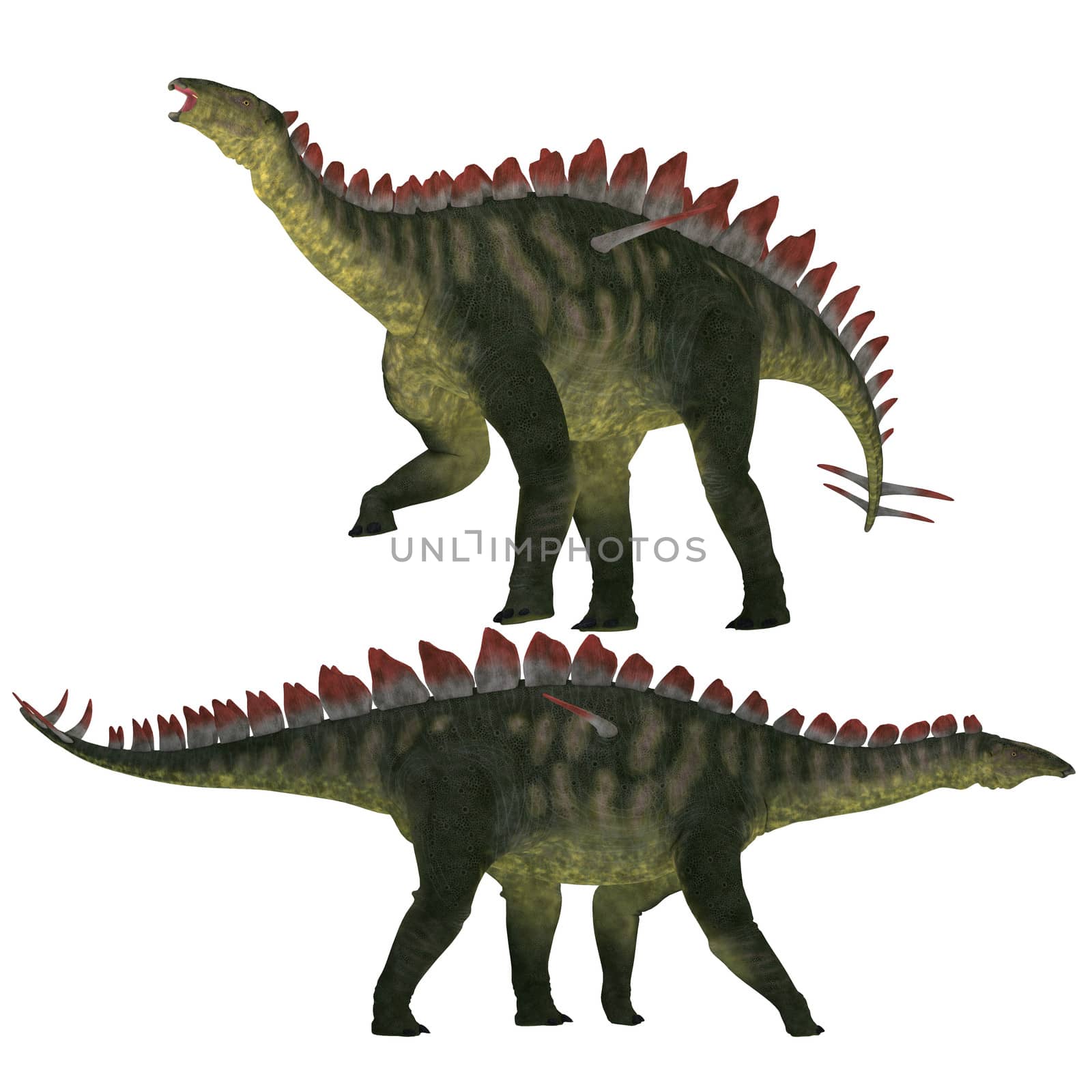 Miragaia is a genus of stegosaurid dinosaur that lived in the Upper Jurassic Era.