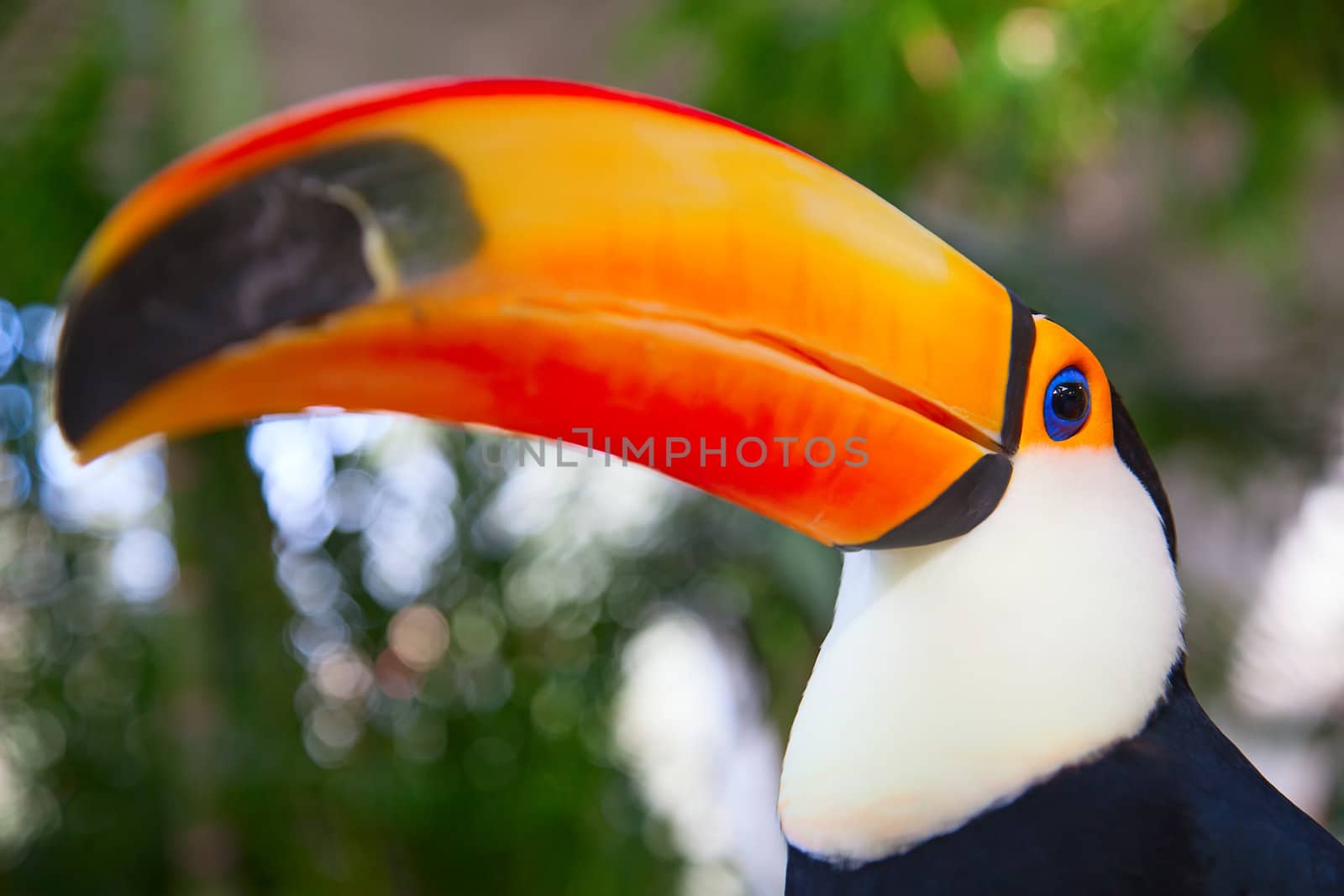 Colorful tucan in the aviary