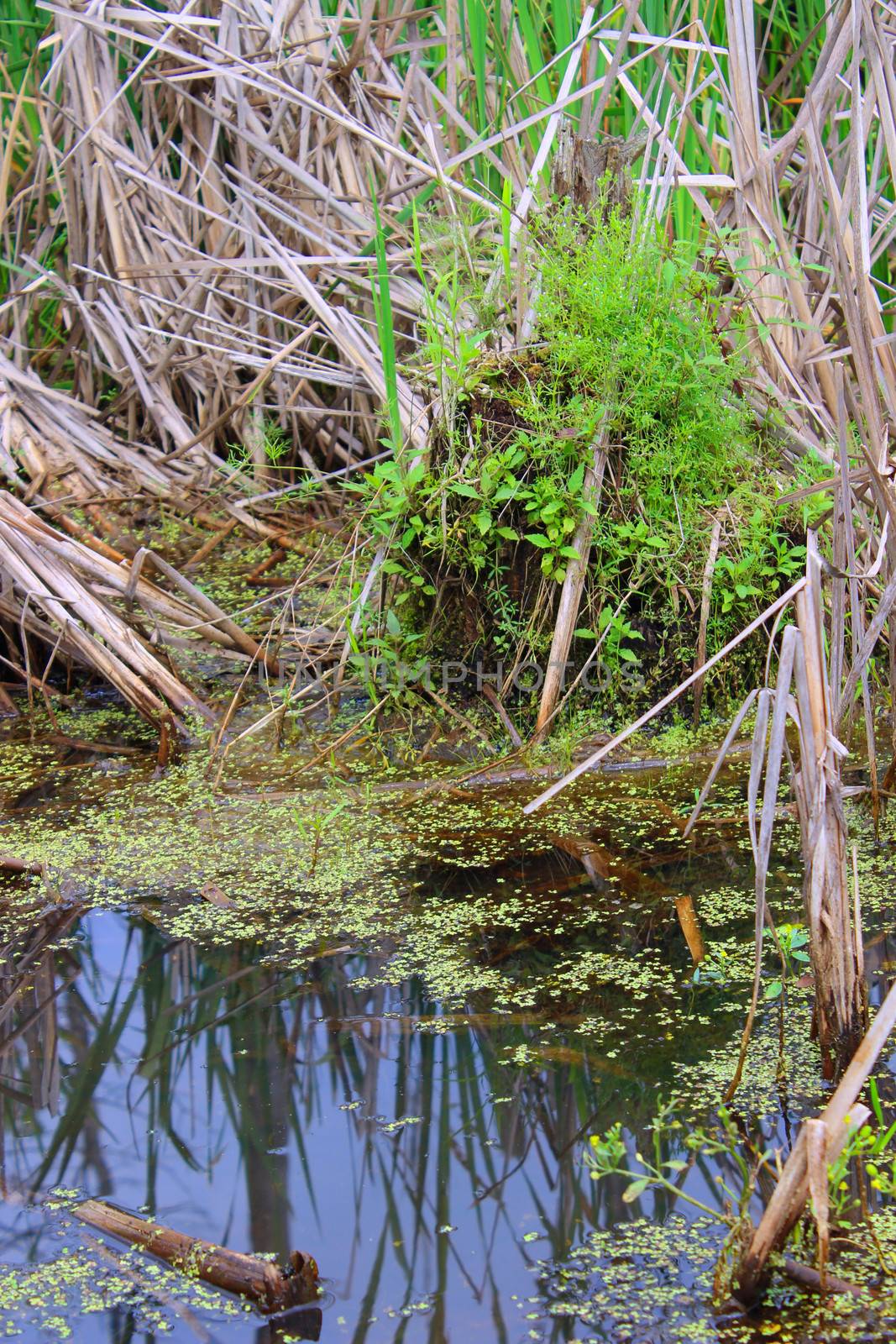 Swamp Duckweed by Catmando