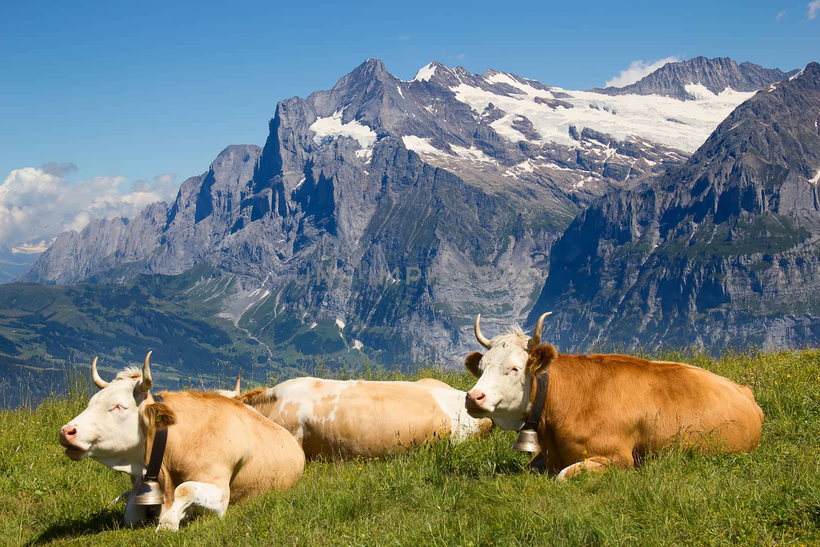 Swiss cow in the alps